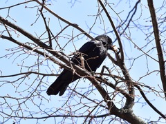 Corvus corone