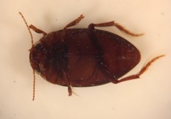 Neoporus uniformis