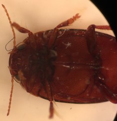 Neoporus uniformis