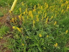 Corydalis crystallina