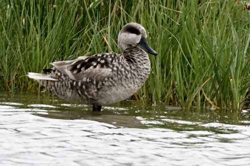 Marbled Duck, photo 6 of 10
