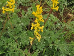 Corydalis crystallina