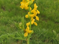 Corydalis crystallina
