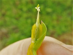Corydalis crystallina