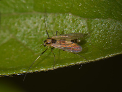 Diptera