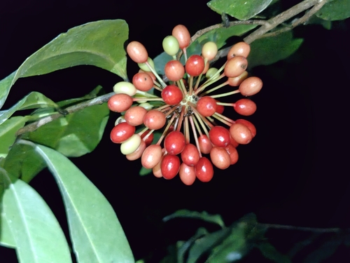 Mosannona depressa, photograph 1