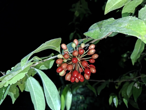 Mosannona depressa, photograph 2