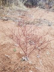 Eriogonum baileyi