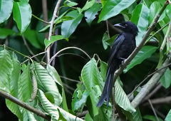 Andaman Drongo photo 2