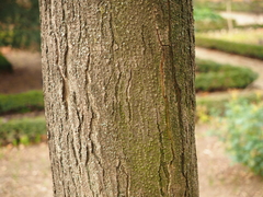 Gleditsia caspia