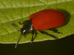 Chrysomela