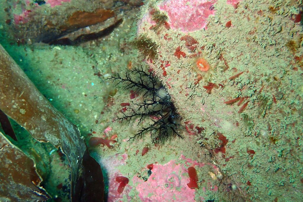 Brown Sea Cucumber