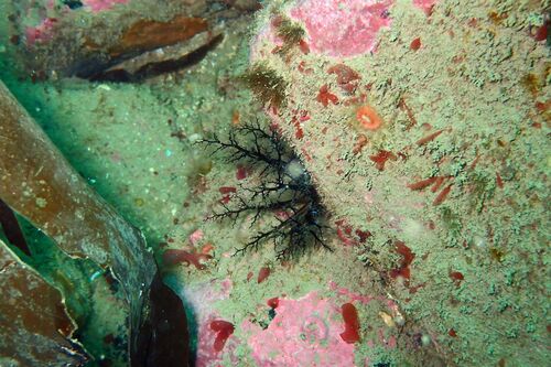 Brown Sea Cucumber
