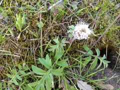 Hydrophyllum capitatum thompsonii