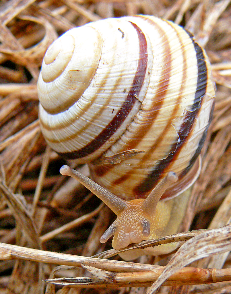 Caucasotachea