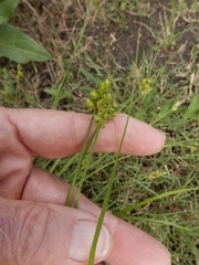 Carex muehlenbergii