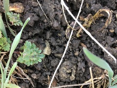 Psilocarphus brevissimus