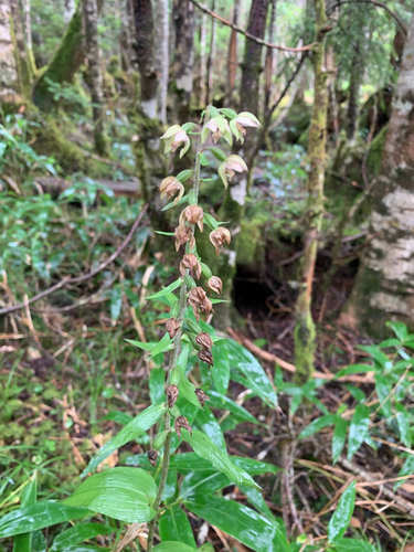 Epipactis papillosa iNat (3)