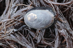 Siphonaria thersites