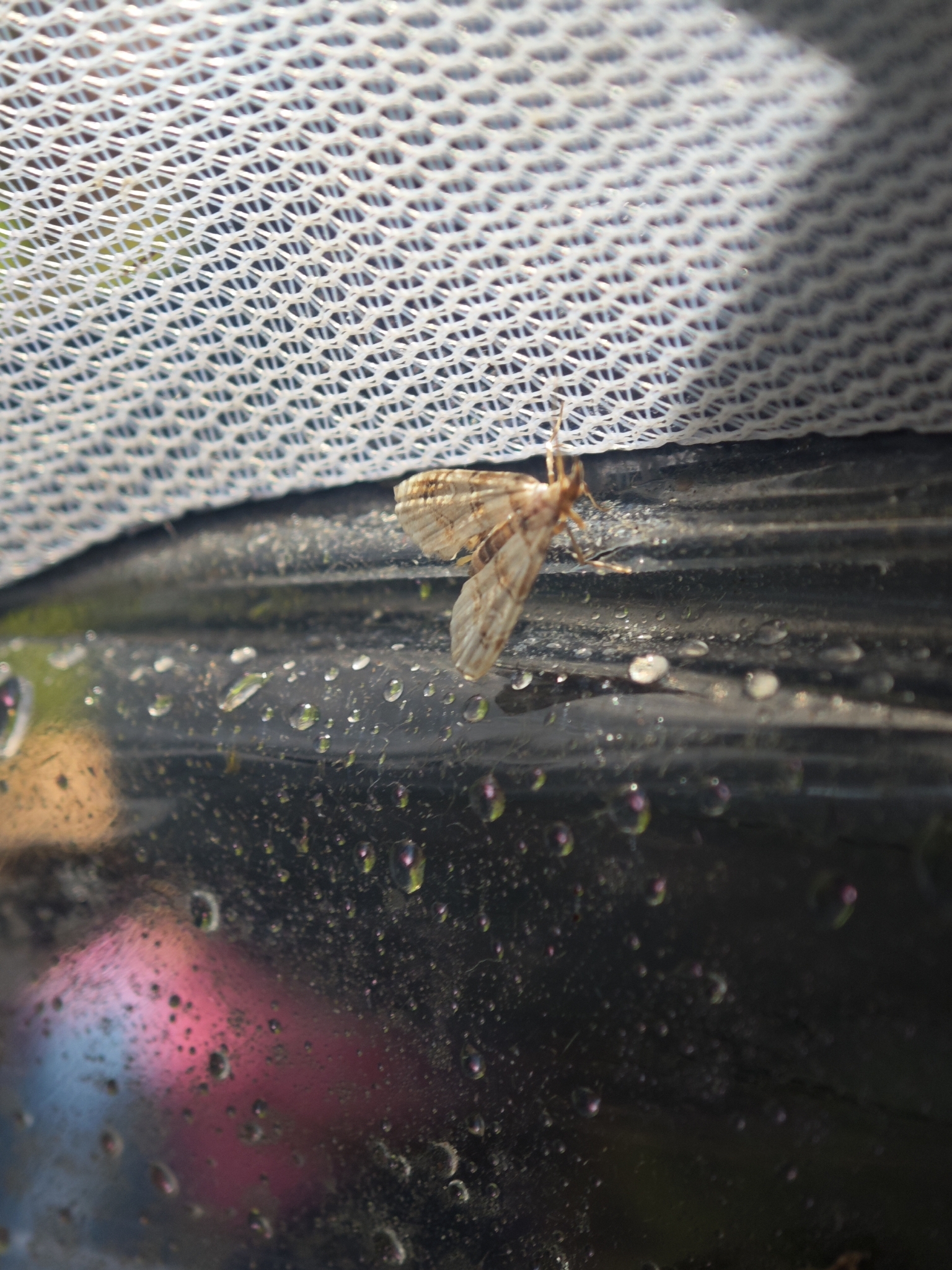 Trichophysetis whitei