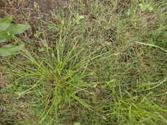 Carex muehlenbergii