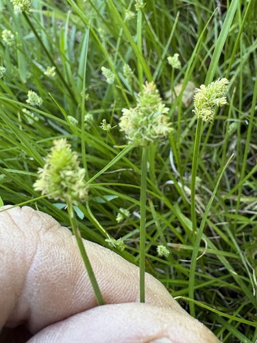 Carex leavenworthii, photograph 4