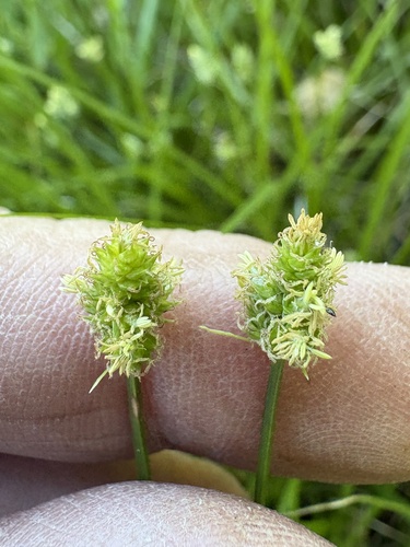Carex leavenworthii, photograph 5