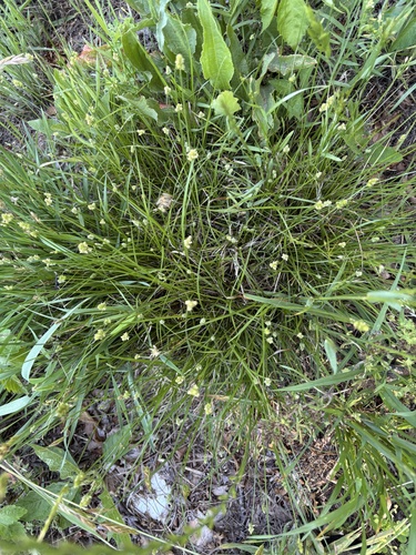 Carex leavenworthii, photograph 6