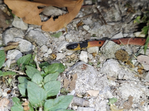 Red Coffee Snake