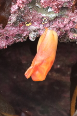 Halocynthia aurantium