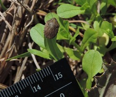 Pachycorinae