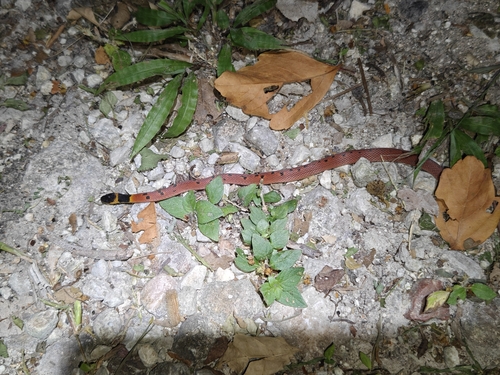 Red Coffee Snake