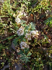 Hydrophyllum capitatum thompsonii
