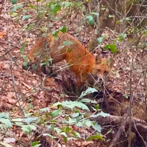 Red Fox photographed in North Carolina
