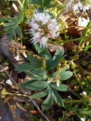 Hydrophyllum capitatum thompsonii