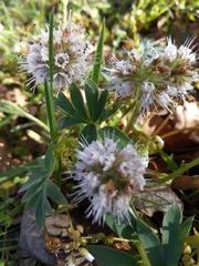 Hydrophyllum capitatum thompsonii
