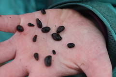 Siphonaria thersites