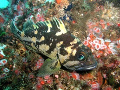 Sebastes chrysomelas