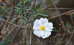 Cistus libanotis