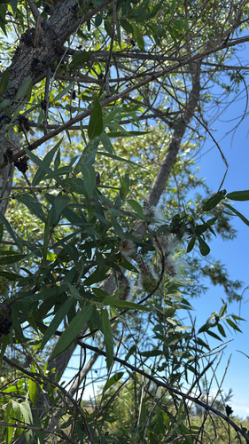 iNaturalist observation photo of Goodding's willow