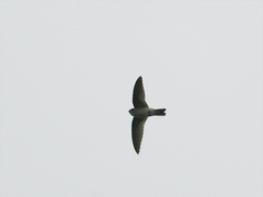 Aerodramus brevirostris