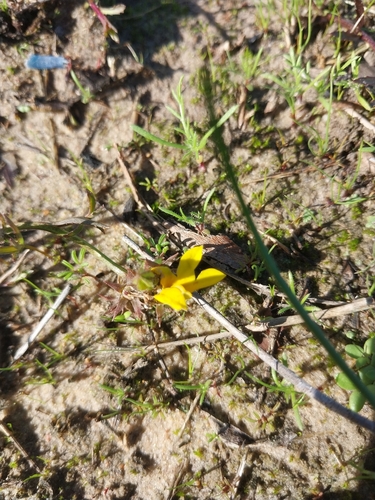 Monopsis lutea, photograph 1