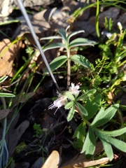 Hydrophyllum capitatum thompsonii