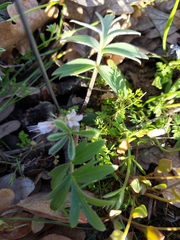 Hydrophyllum capitatum thompsonii