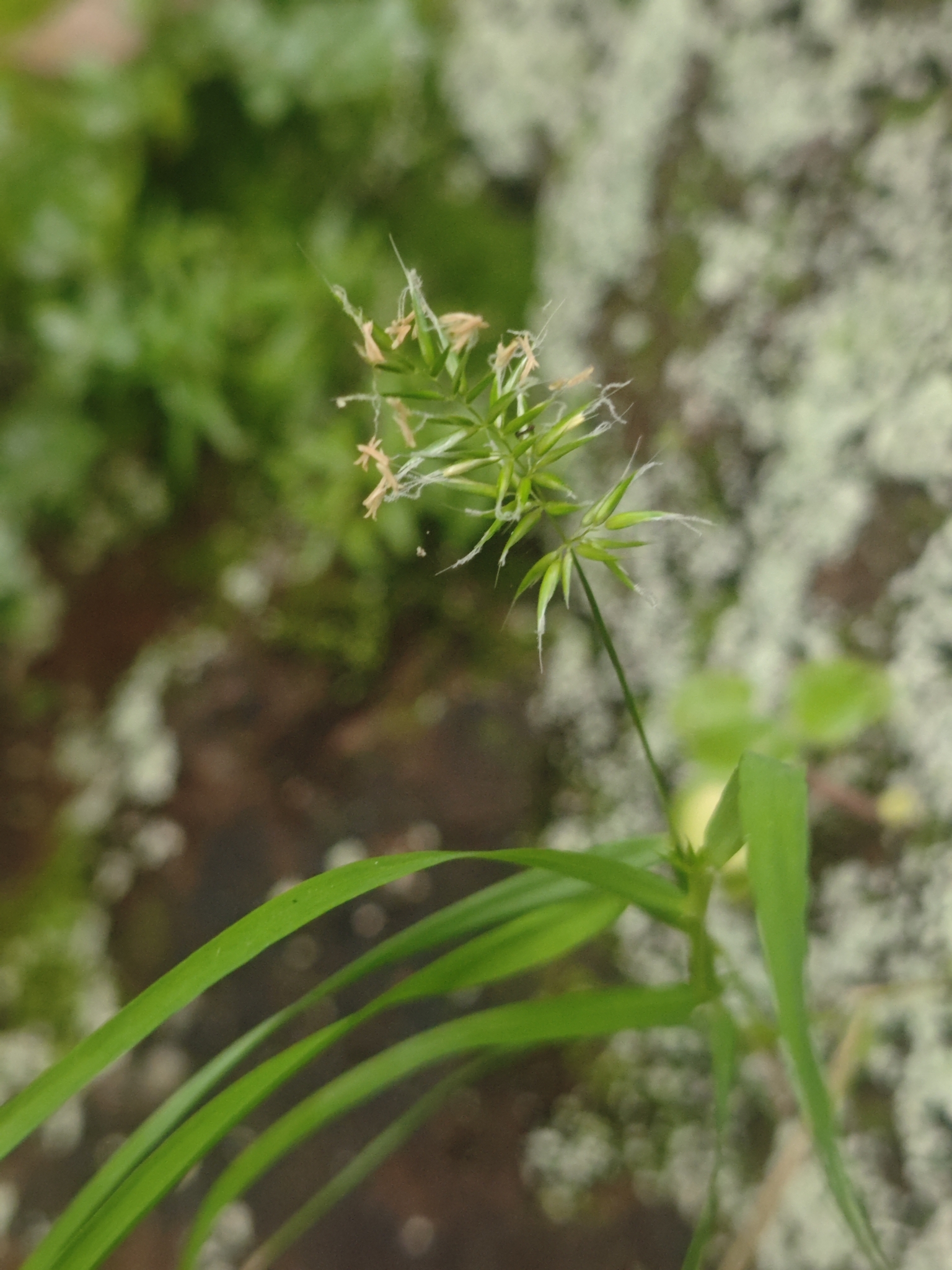 Anthoxanthum aristatum