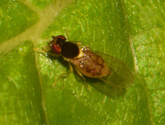 Diptera