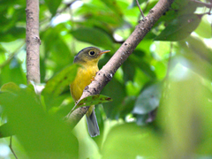 Phylloscopus valentini