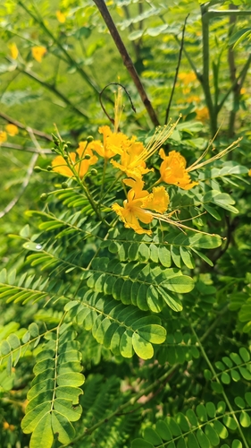peacock flower