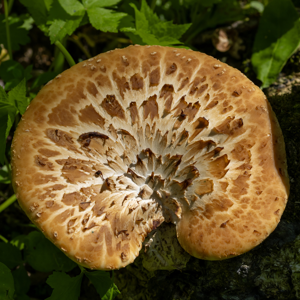 Dryad's Saddle · May 2026 · photo: Photo: (c) Dan Vickers, some rights reserved (CC BY) · iNaturalist