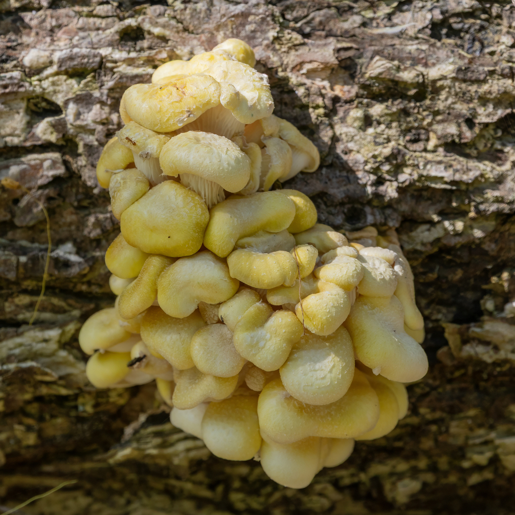 Golden Oyster Mushroom · May 2026 · photo: Photo: (c) Dan Vickers, some rights reserved (CC BY) · iNaturalist